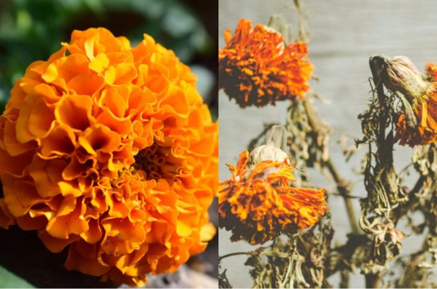Los 3 errores comunes que marchitan rápidamente las flores de cempasúchil y cómo evitarlos
