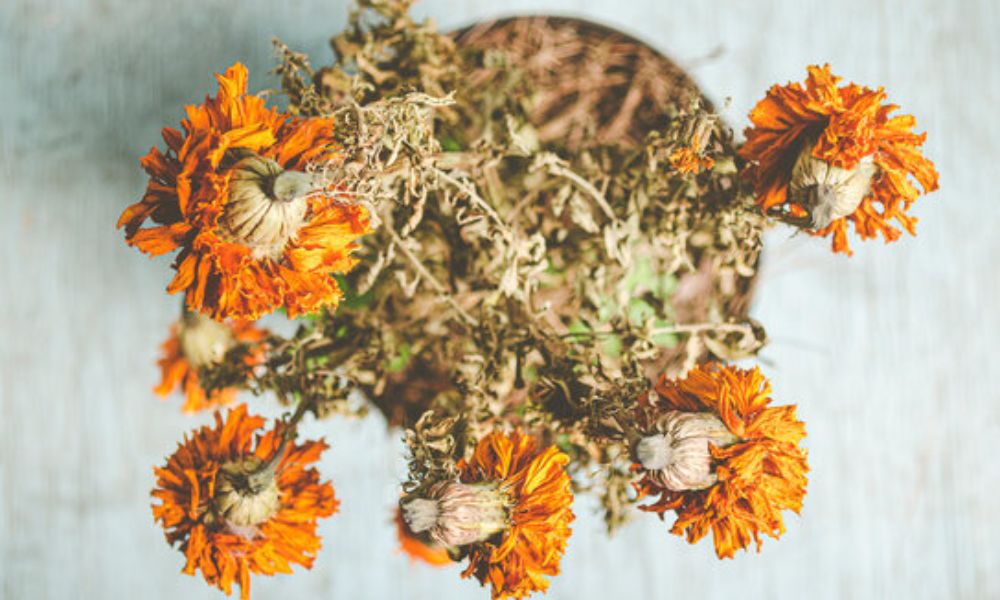 Flores de cempasúchil marchitas