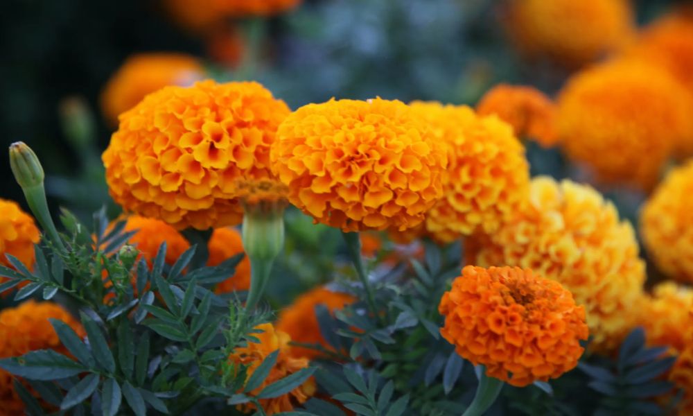 Flores de cempasúchil
