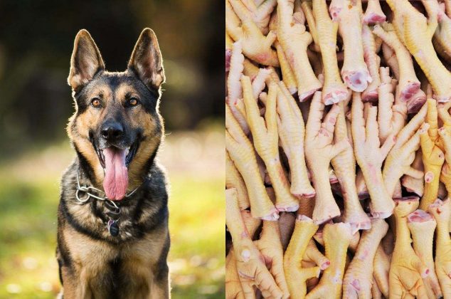 Beneficios de las patitas de pollo para perros y cómo prepararlas en casa