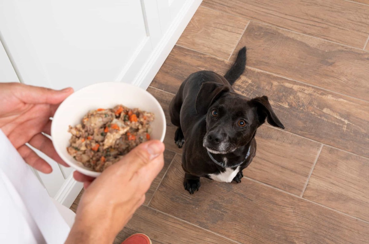 Alimentación invernal mascotas
