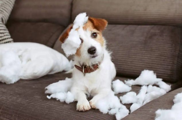 Cómo evitar que los perros muerdan los sillones con solo un ingrediente casero: Truco fácil
