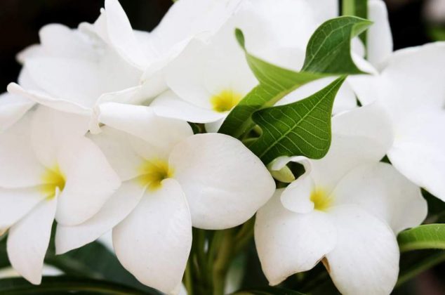 Dónde colocar la planta de jazmín para aromatizar tu hogar y como cuidarla
