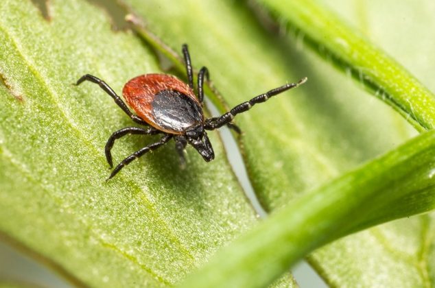 Estas plantas atraen garrapatas y pueden aumentar el riesgo de picaduras