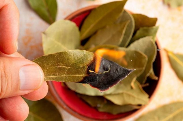 Quemar laurel el 1 de noviembre: por qué hacerlo y qué beneficios tiene