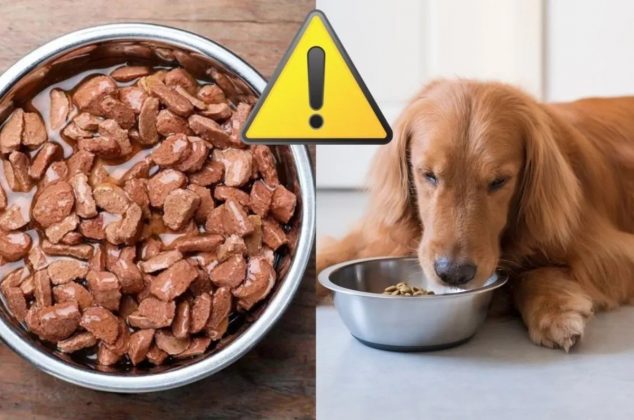 Retiran este alimento para perros por estar contaminado con una peligrosa bacteria que podría causar daños a su salud