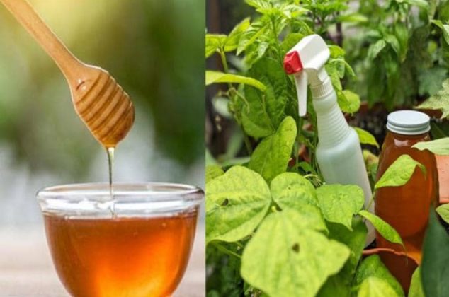 ¿Plantas secas? Descubre cómo utilizar la miel para revivirlas y fortalecerlas