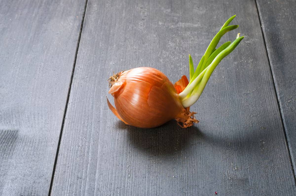 se pueden comer cebollas germinadas