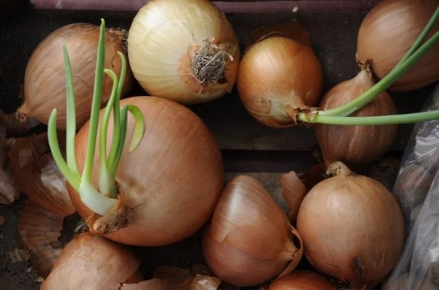 ¿Se pueden comer las cebollas germinadas? Esta es la verdad
