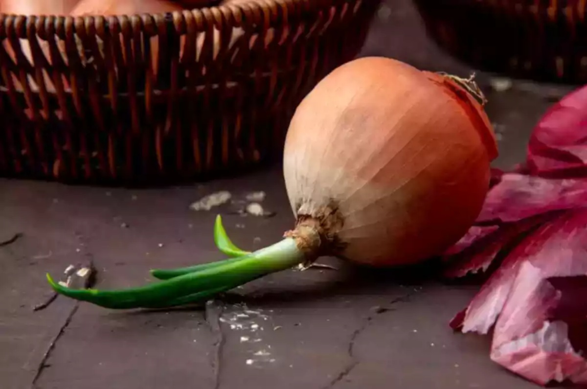 se pueden comer cebollas germinadas 
