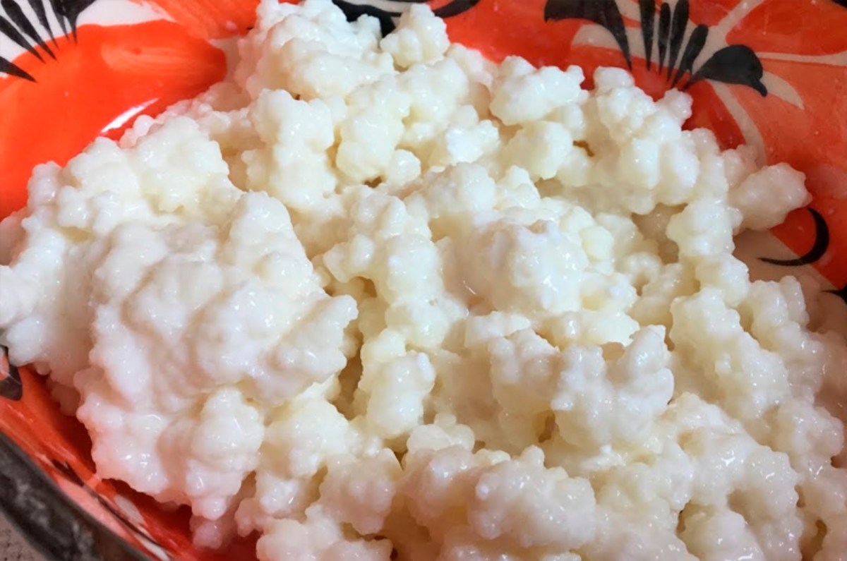 se pueden comer los búlgaros de leche