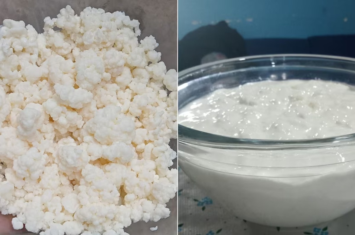 se pueden comer los búlgaros de leche