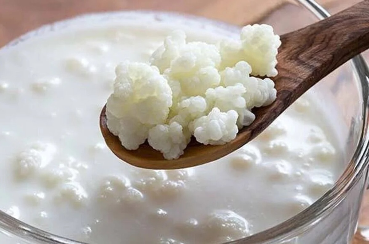problemas de comer gránulos de búlgaros de leche