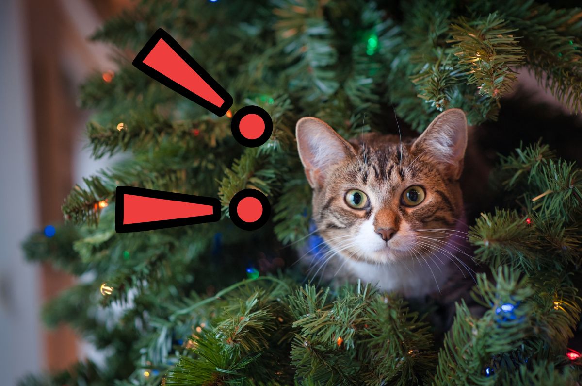 Cómo alejar a un gato del árbol de Navidad