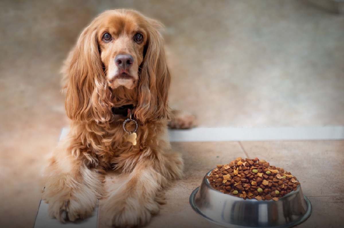consejos de alimentación para perros senior