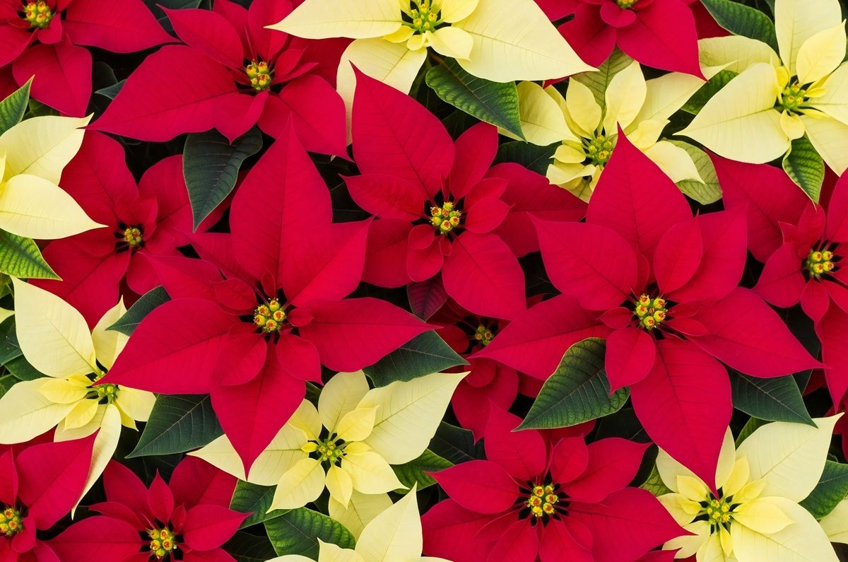 Escoger una flor de Nochebuena perfecta