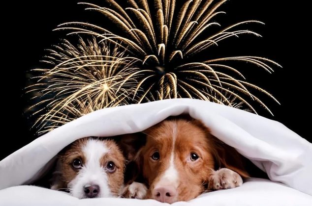 Método práctico para cuidar a tu perro frente a ruidos fuertes y pirotecnia