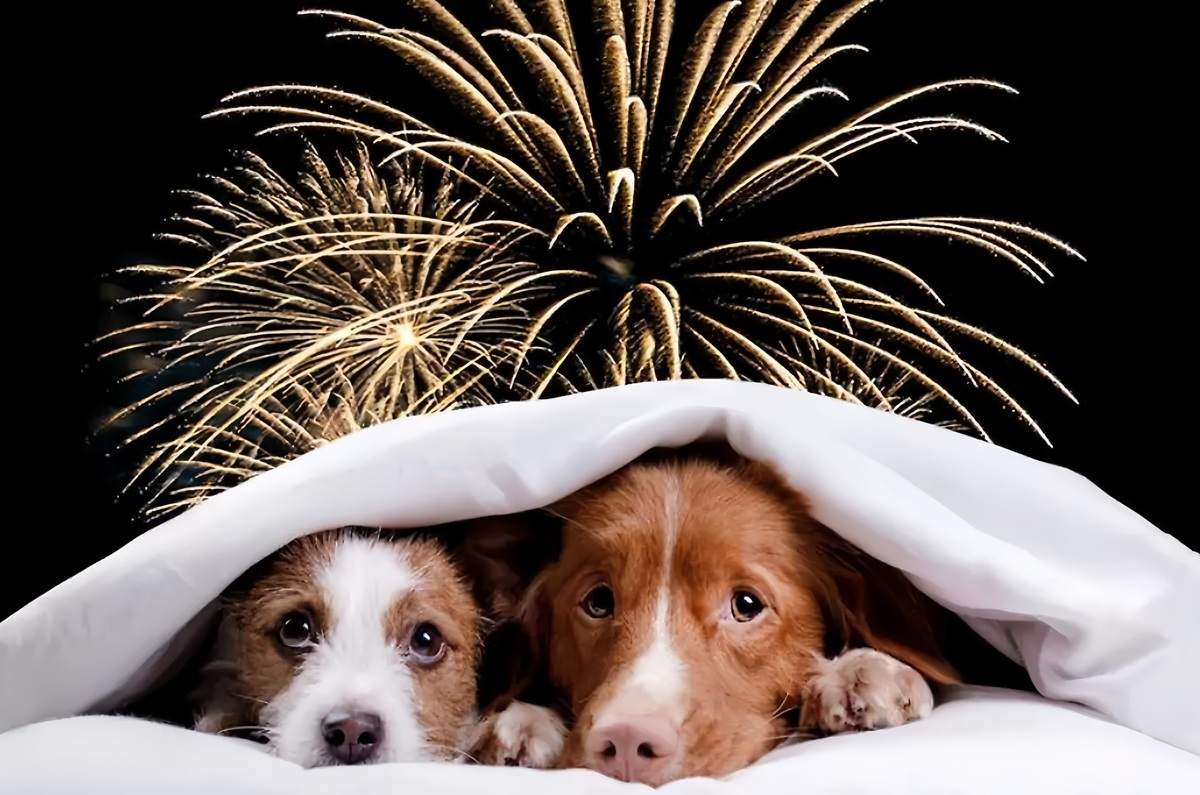 Checa cómo cuidar a tu perro del ruido