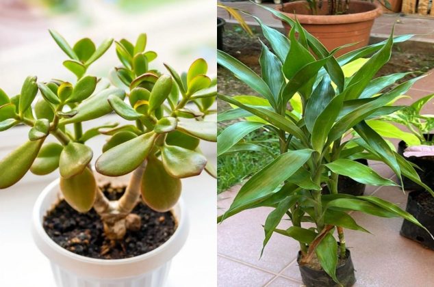 Las 5 plantas más poderosas para atraer energía positiva en noviembre y dónde colocarlas, según el Feng Shui