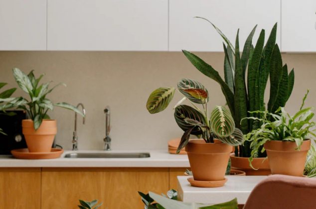 5 flores y plantas que nunca debes tener en tu cocina porque son tóxicas