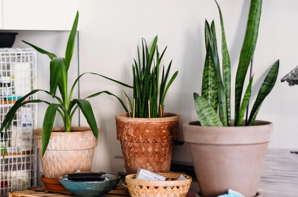 decoración de plantas