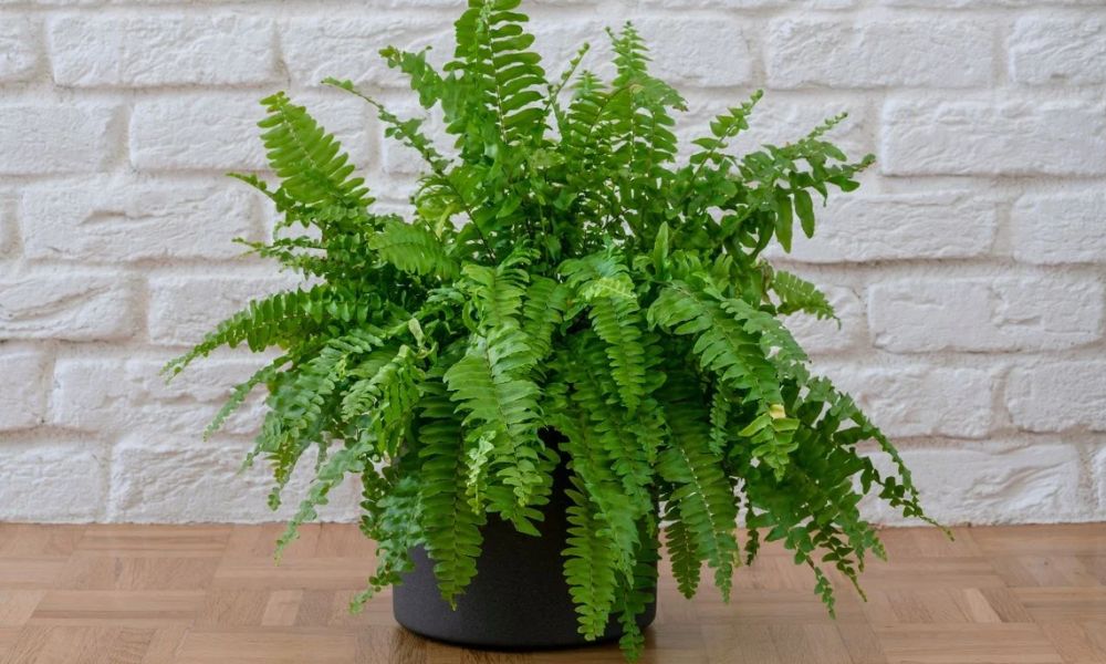 Qué significa tener una planta de helecho en la casa