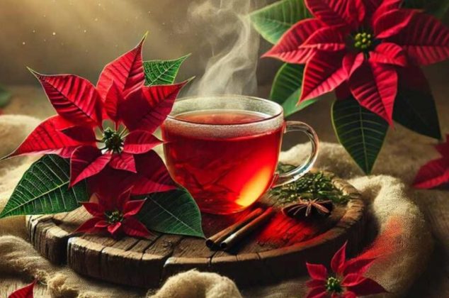 Té de nochebuena: beneficios, receta y cómo consumirlo en invierno