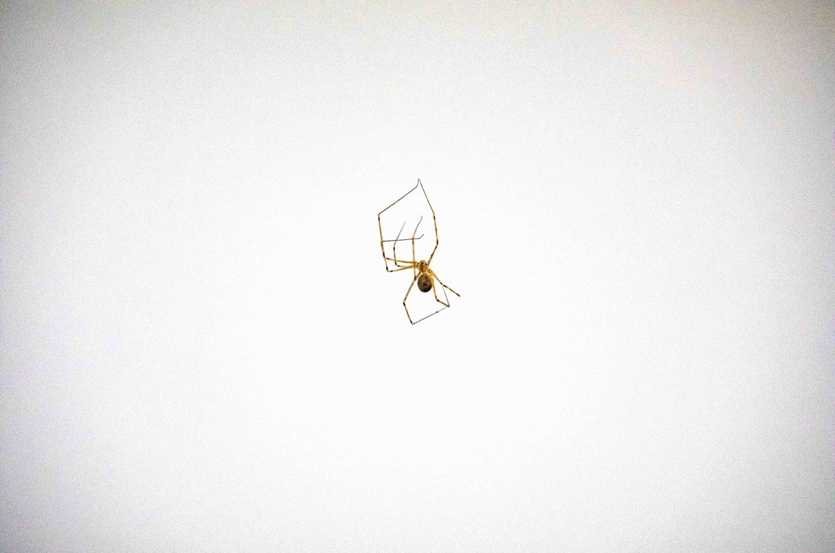 Aleja las arañas con este repelente casero