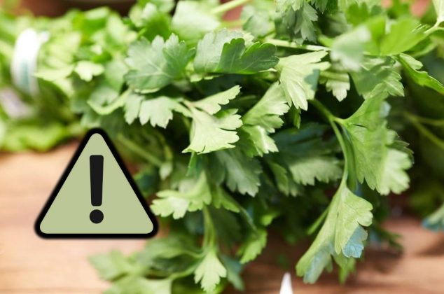 Detectan contaminación alta de salmonella en varios lotes de perejil y así puedes identificarlos
