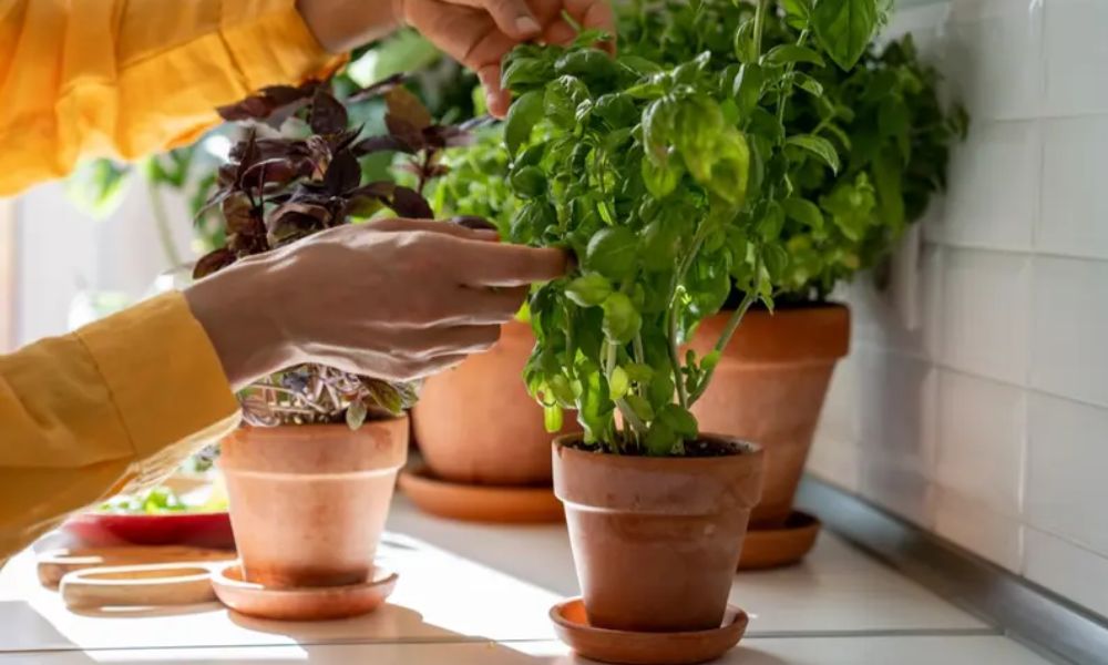 Albahaca beneficios espirituales