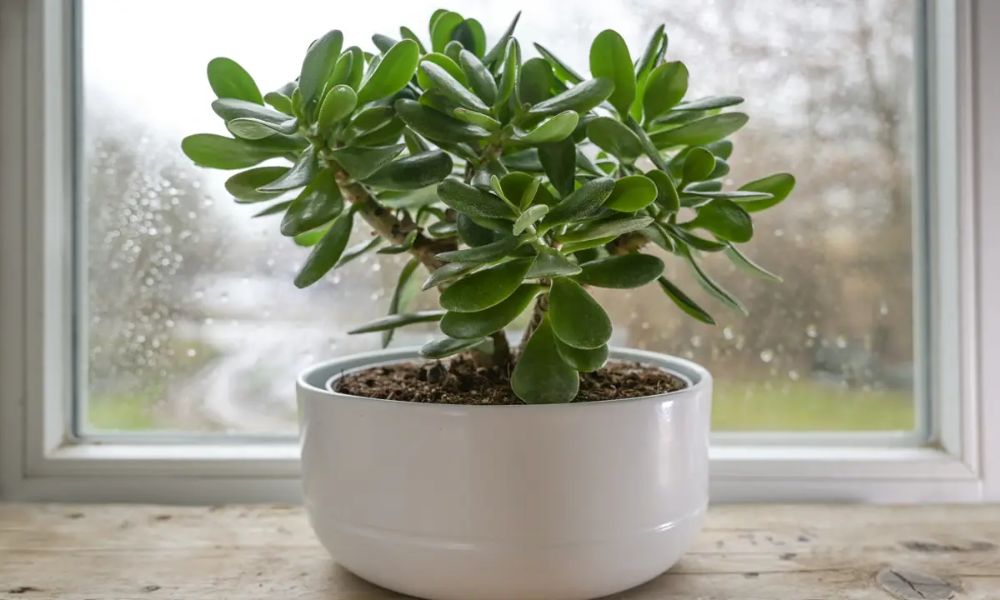 Jade beneficios espirituales