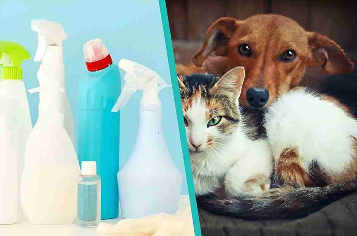 Productos de limpieza peligrosos para perros y gatos