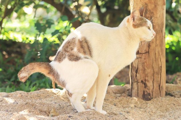 Cómo evitar que los gatos orinen en tu casa con este repelente casero de vinagre