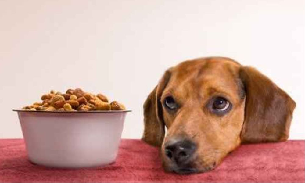 Retiran comida para perro del mercado