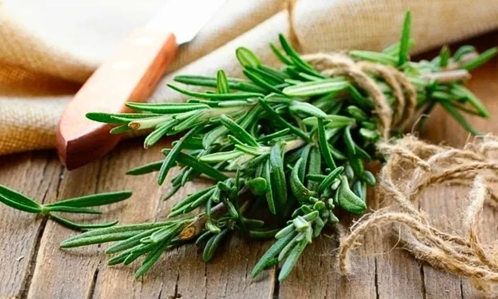 Beneficios de la rama de romero