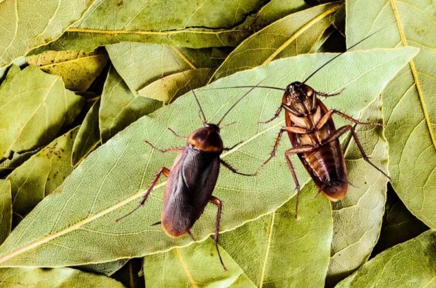 Despídete de las cucarachas para siempre: el rincón poco conocido de tu casa donde colocar hojas de laurel