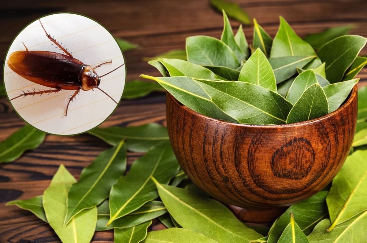 donde poner hojas de laurel para acabar con las cucarachas