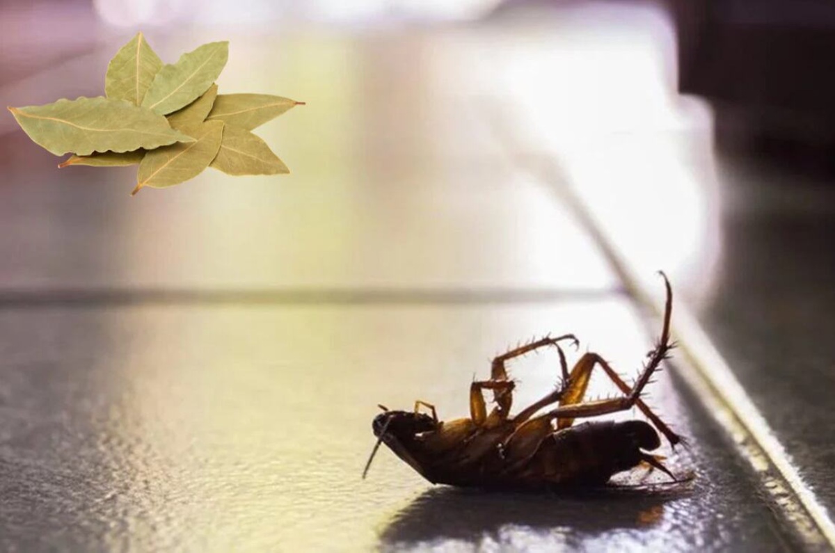 donde poner hojas de laurel para acabar con las cucarachas