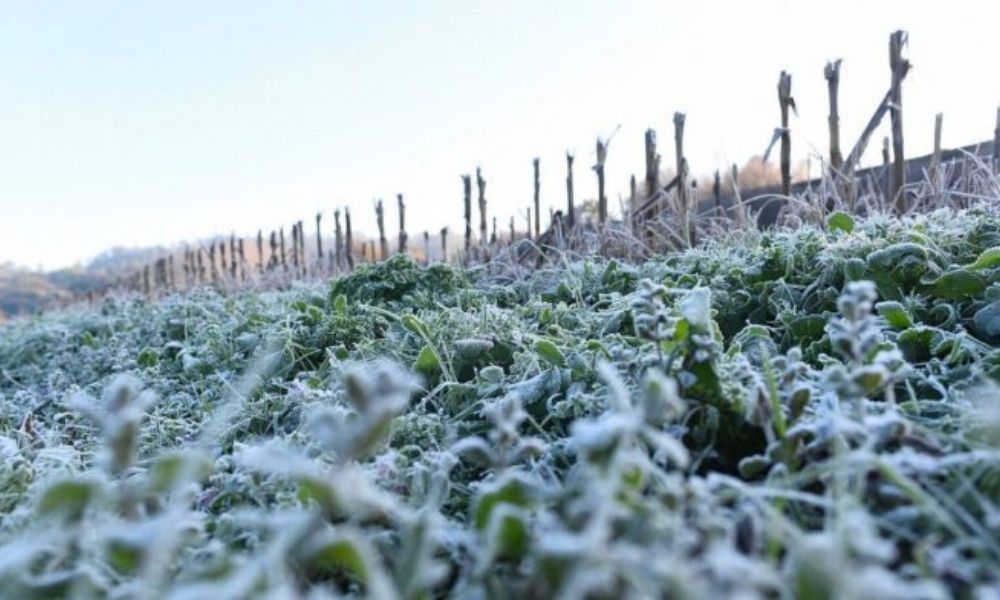 Frente frío 32 precio de alimentos