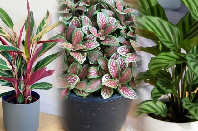 6 plantas de interior con las hojas más lindas y los poderosos beneficios de tenerlas en casa