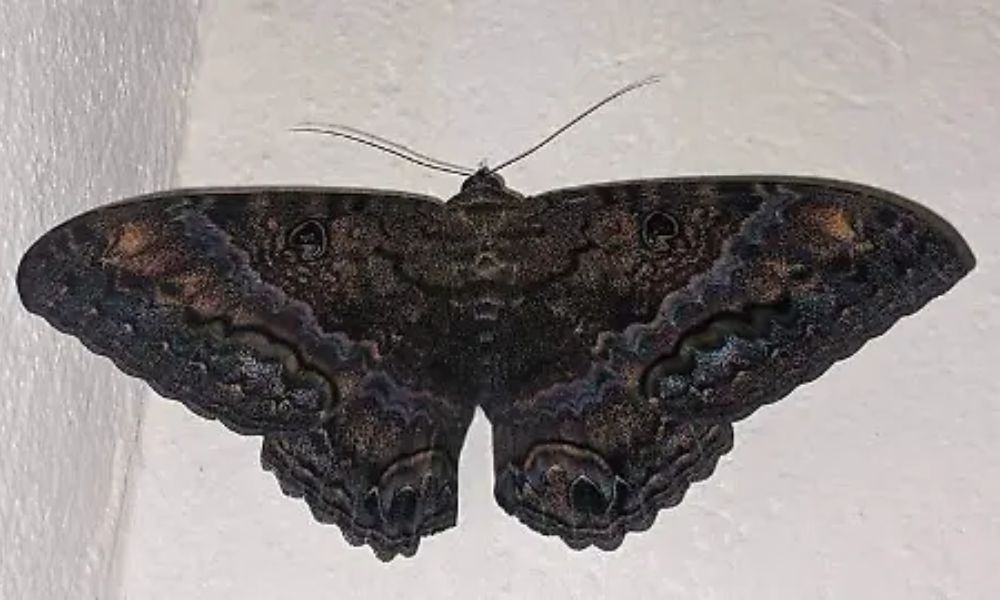 Qué hacer si una mariposa negra entra a tu casa