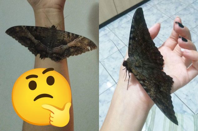 ¿Mala suerte? Este es el verdadero significado de que entre una mariposa negra a tu casa, según el Feng Shui