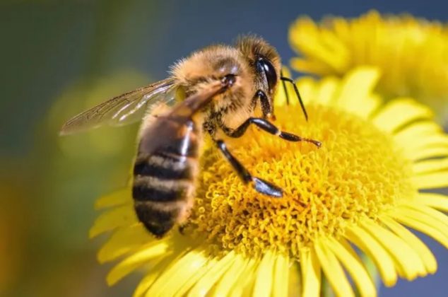 Si una abeja ronda tu casa no es casualidad: el poderoso significado que revela según el Feng Shui