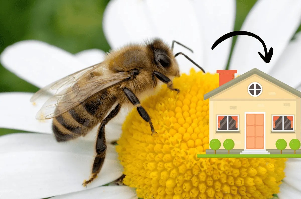 significado de abeja en casa