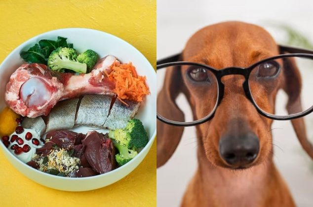 6 alimentos que fortalecen la vista de tu perro y cómo incluirlos en su dieta diaria