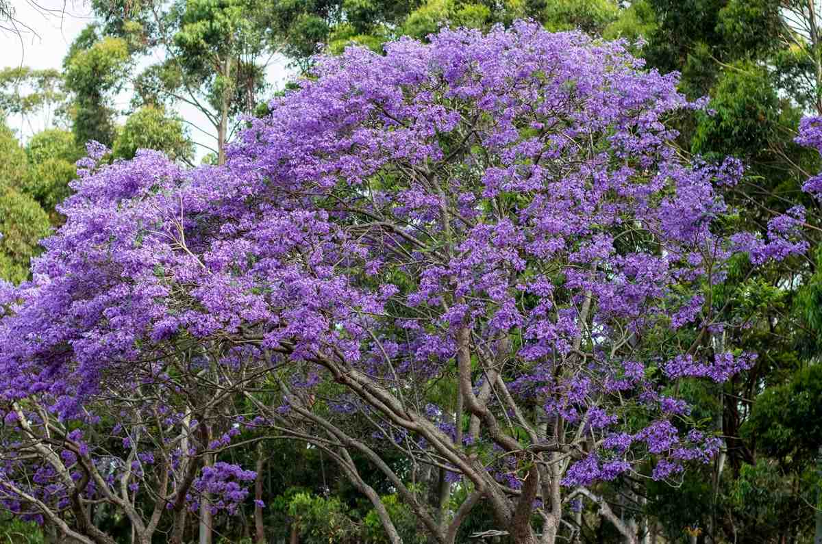 Haz florecer tu jacaranda