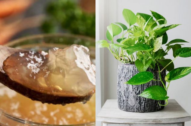 5 poderosos beneficios de poner gelatina en tus plantas y cómo hacerlo sin dañarlas