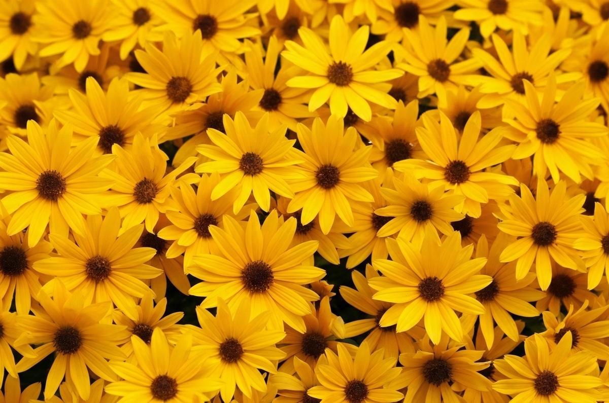 Llena tu casa de buena vibra con flores amarillas.