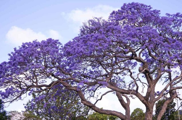 Cómo cultivar y cuidar jacarandas para que florezcan todo el año