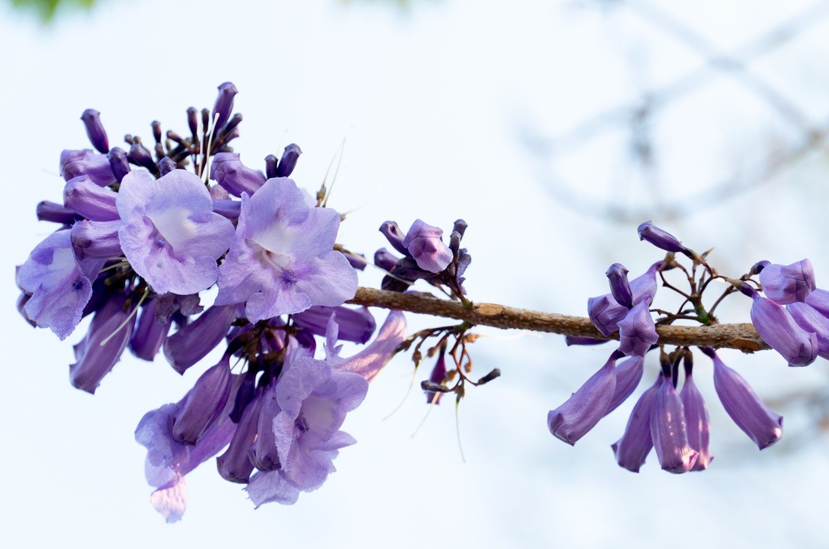 Jacarandas en casa